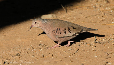 Common Ground-Dove