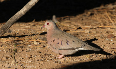 Common Ground-Dove