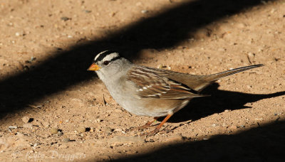 White-crowned Sparrow