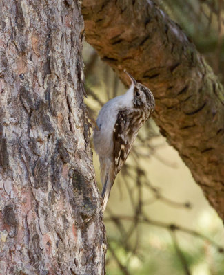 Brown Creeper