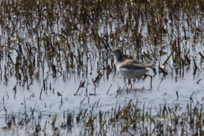 Spotted Redshank