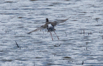 Spotted Redshank