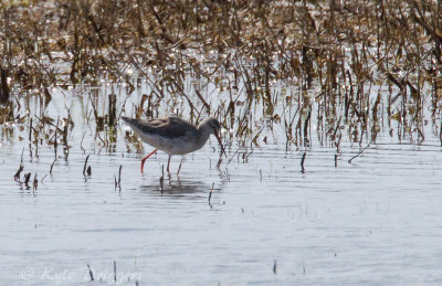 Spotted Redshank