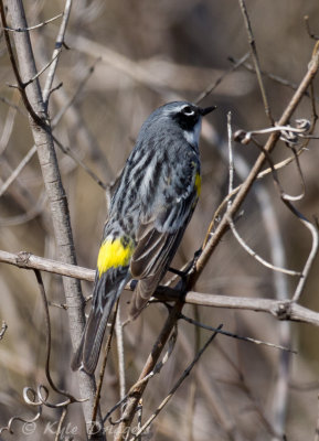 Yellow-rumped Warbler