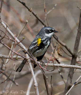 Yellow-rumped Warbler