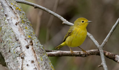 Yellow Warbler (female)