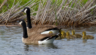 Canada Geese