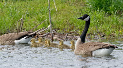 Canada Geese