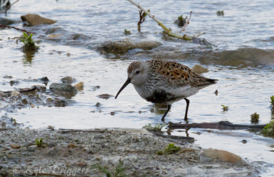 Dunlin