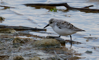 Sanderling