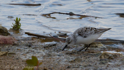 Sanderling