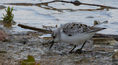 Sanderling