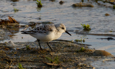 Sanderling