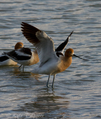American Avocet