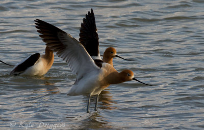 American Avocet