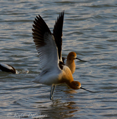 American Avocet