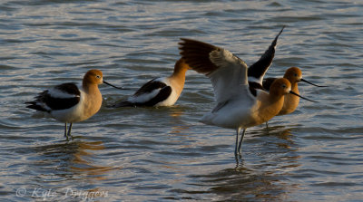 American Avocet