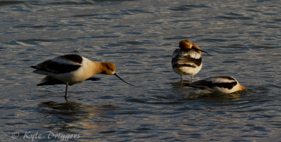 American Avocet
