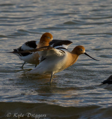 American Avocet