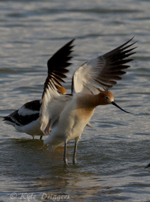 American Avocet