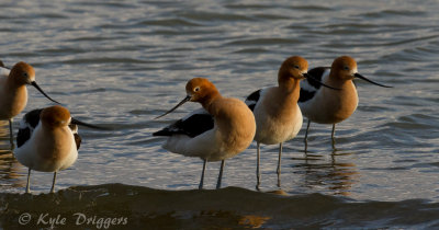 American Avocet