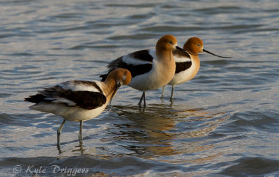 American Avocet