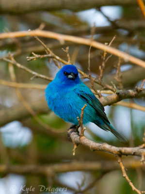 Indigo Bunting