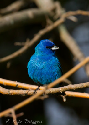 Indigo Bunting