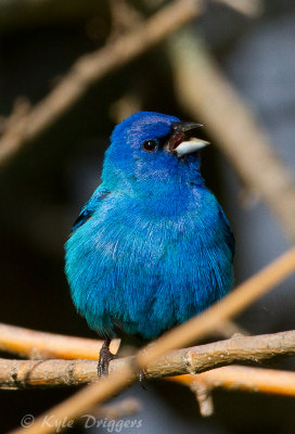 Indigo Bunting