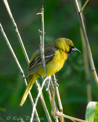 Orchard Oriole (1st year male)