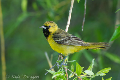 Orchard Oriole (1st year male)