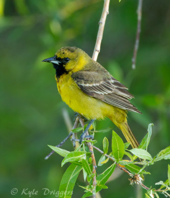 Orchard Oriole (1st year male)
