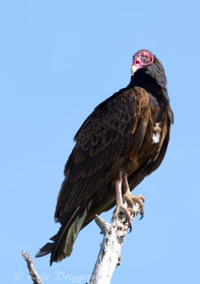 Turkey Vulture