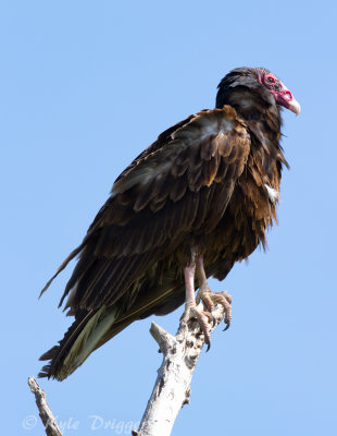 Turkey Vulture