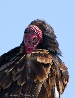 Turkey Vulture