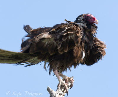 Turkey Vulture