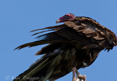 Turkey Vulture