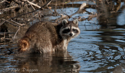 Raccoon