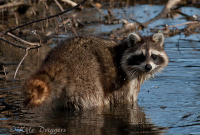 Raccoon