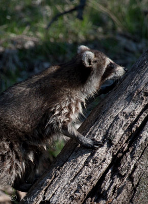 Raccoon