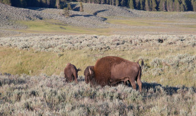 American Bison