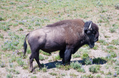 American Bison