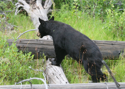 Black Bear