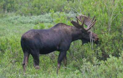 Moose