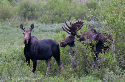 Moose