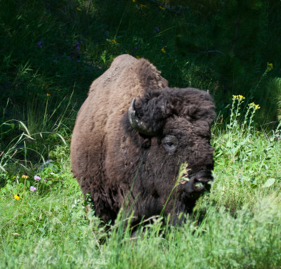 American Bison