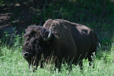 American Bison