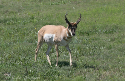 Pronghorn Antelope