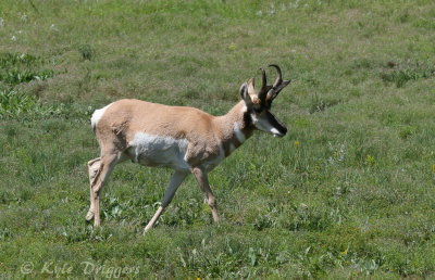 Pronghorn Antelope