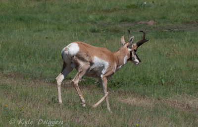 Pronghorn Antelope